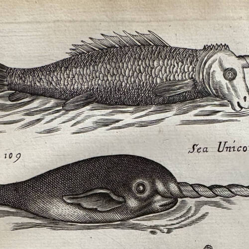illustration of two unicorns from book